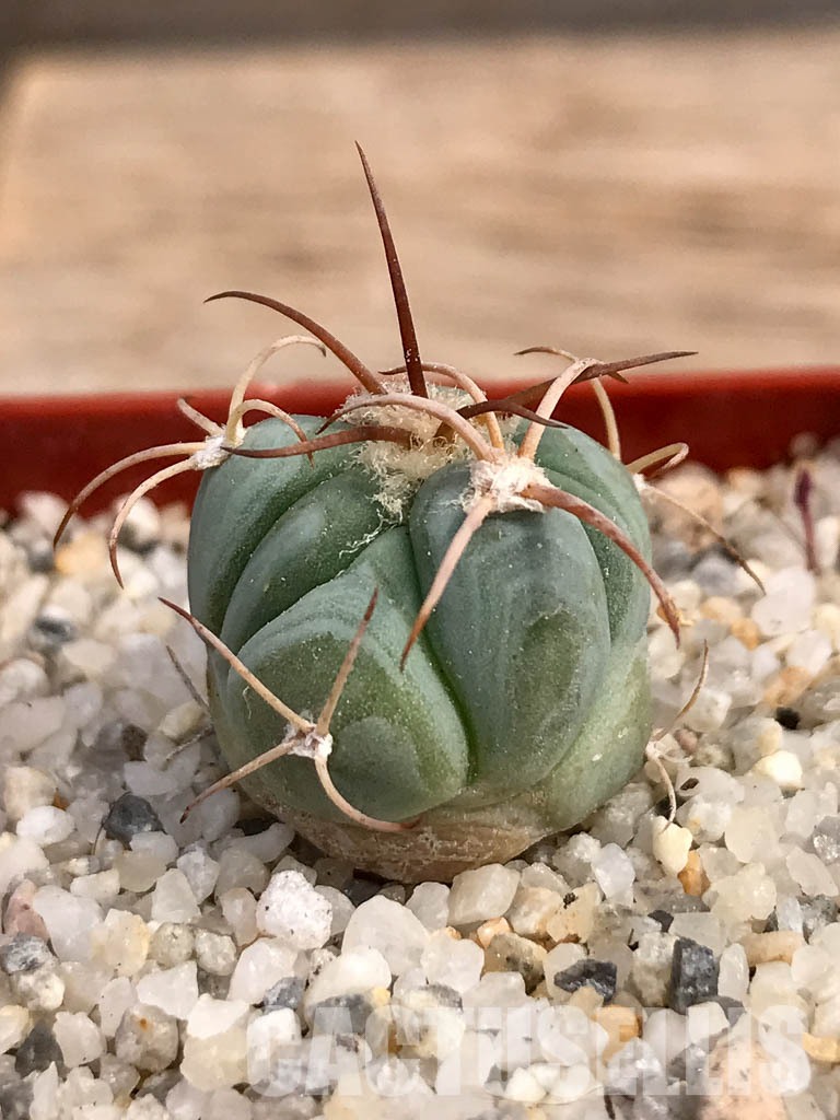 SHPR6049 Echinocactus horizonthalonius PV 331 - 画像 (2)