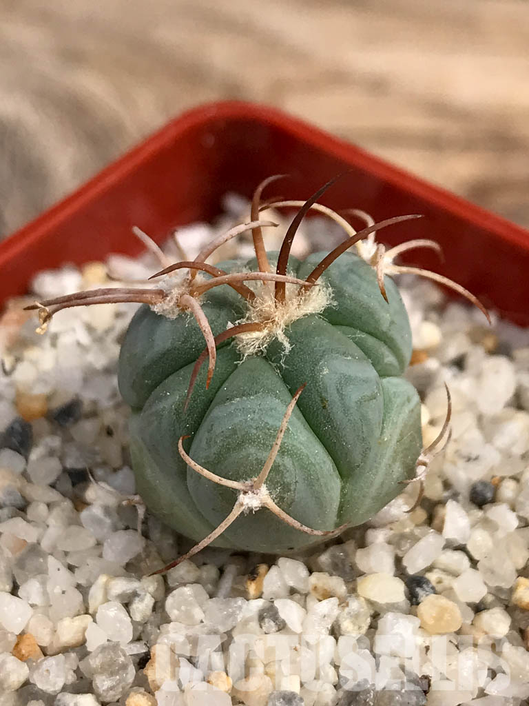 SHPR6049 Echinocactus horizonthalonius PV 331 - 画像 (3)