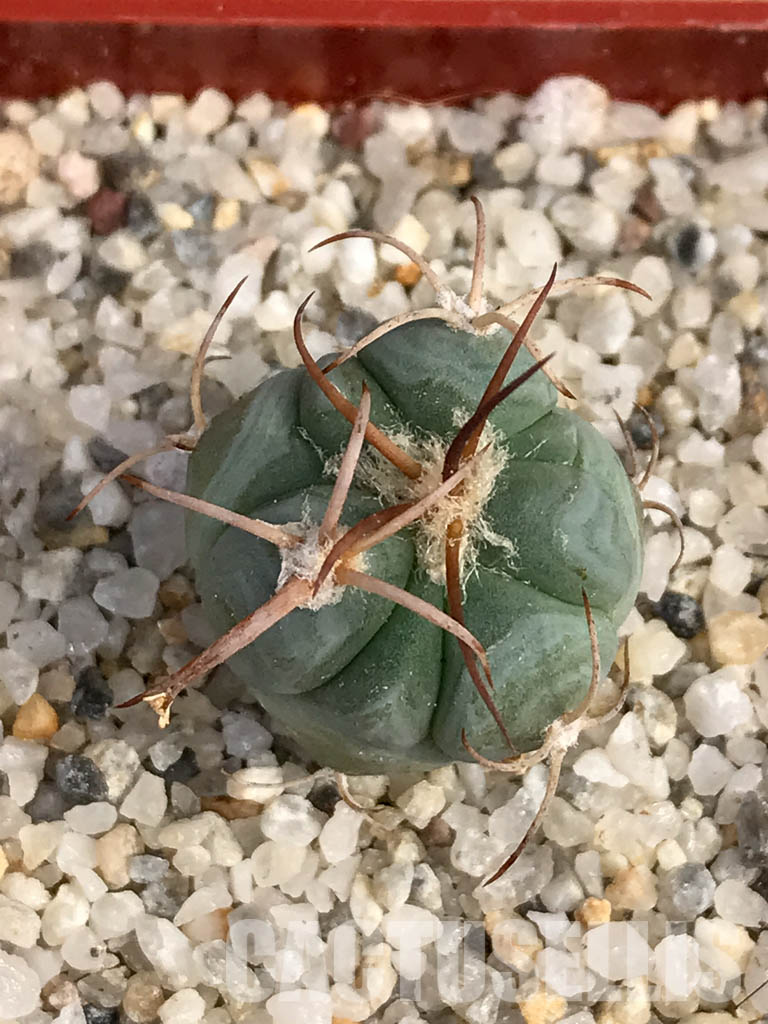 SHPR6049 Echinocactus horizonthalonius PV 331 - 画像 (4)