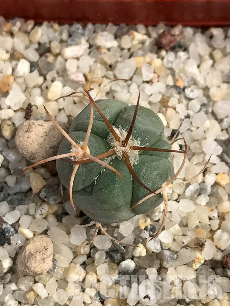SHPR6049 Echinocactus horizonthalonius PV 331 - 画像 (5)