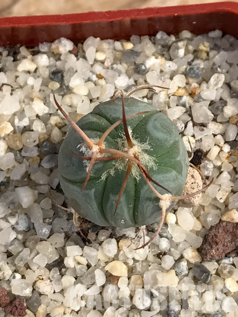 SHPR6049 Echinocactus horizonthalonius PV 331 - 画像 (6)