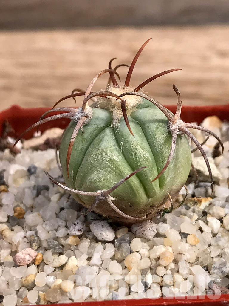 SHPR6050 Echinocactus horizonthalonius RC 483, Barber Crossing, Eddy Co, New Mexico - Image 2