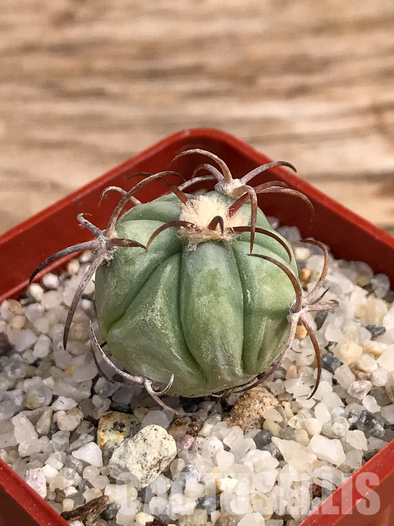 SHPR6050 Echinocactus horizonthalonius RC 483, Barber Crossing, Eddy Co, New Mexico - Image 3