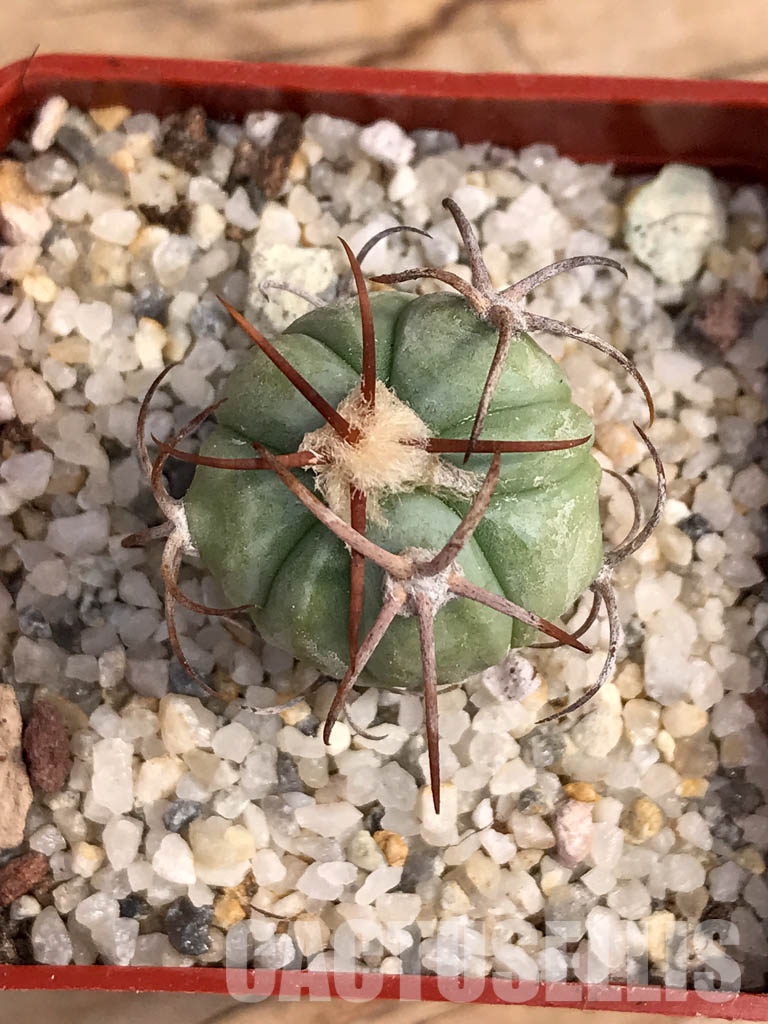 SHPR6050 Echinocactus horizonthalonius RC 483, Barber Crossing, Eddy Co, New Mexico - Image 4