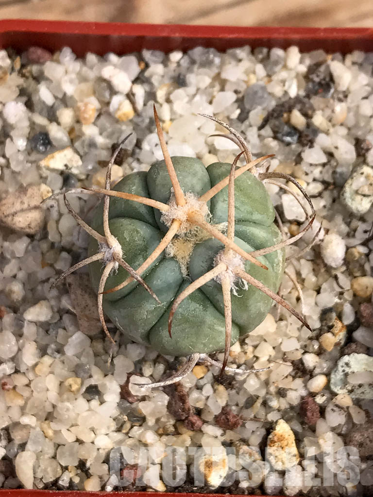 SHPR6050 Echinocactus horizonthalonius RC 483, Barber Crossing, Eddy Co, New Mexico - Image 5