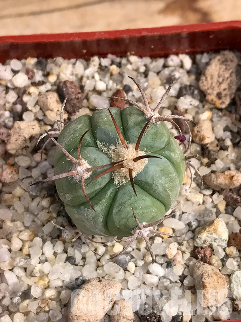 SHPR6050 Echinocactus horizonthalonius RC 483, Barber Crossing, Eddy Co, New Mexico - Image 6