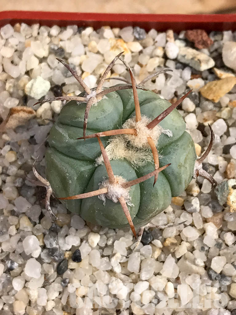 SHPR6050 Echinocactus horizonthalonius RC 483, Barber Crossing, Eddy Co, New Mexico