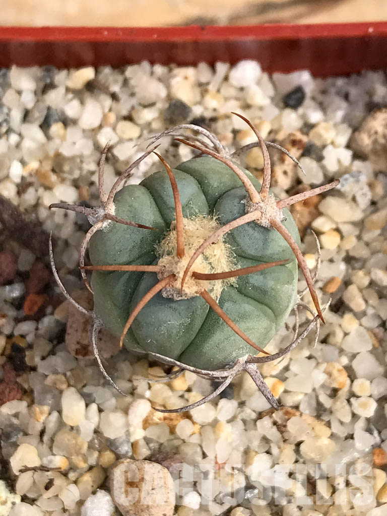 SHPR6050 Echinocactus horizonthalonius RC 483, Barber Crossing, Eddy Co, New Mexico - Image 8