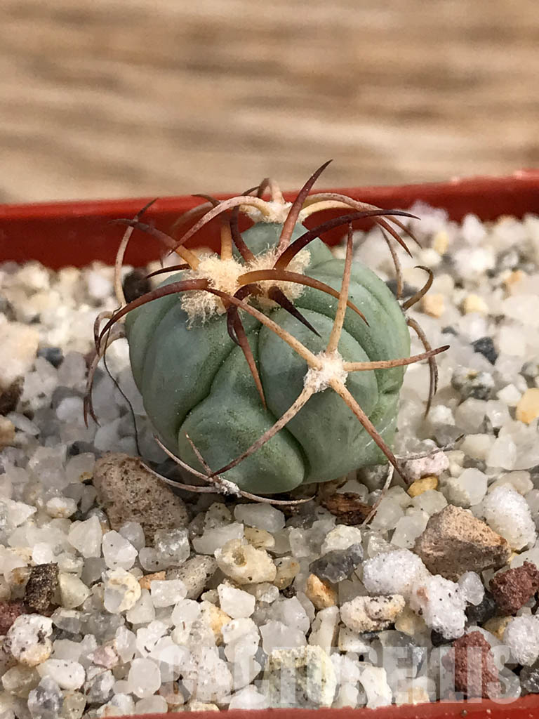 SHPR6051 Echinocactus horizonthalonius VZO 705, Hercules, Coah, Coahuila, Mexico - Image 2