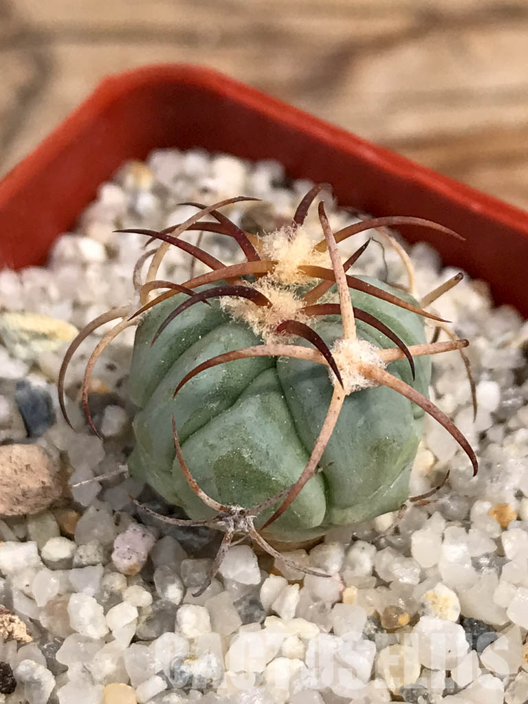 SHPR6051 Echinocactus horizonthalonius VZO 705, Hercules, Coah, Coahuila, Mexico - Image 3