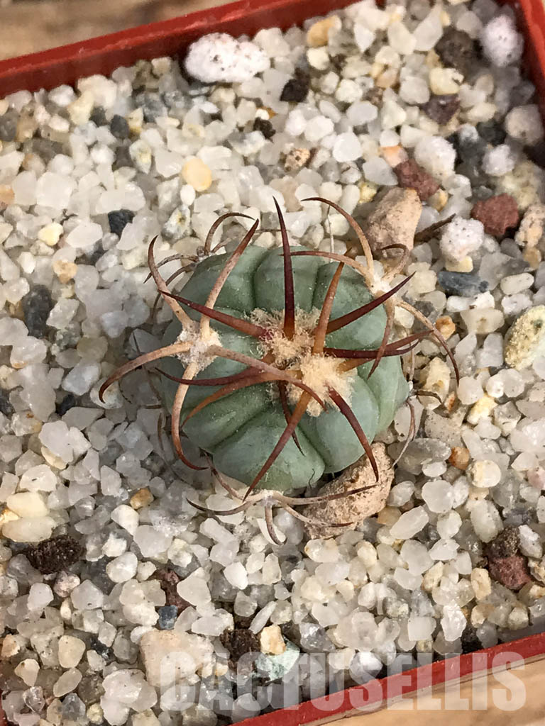 SHPR6051 Echinocactus horizonthalonius VZO 705, Hercules, Coah, Coahuila, Mexico - Image 4