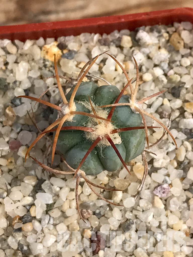 SHPR6051 Echinocactus horizonthalonius VZO 705, Hercules, Coah, Coahuila, Mexico - Image 5