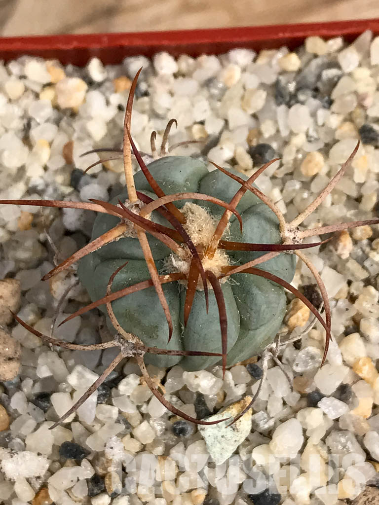 SHPR6051 Echinocactus horizonthalonius VZO 705, Hercules, Coah, Coahuila, Mexico - Image 6