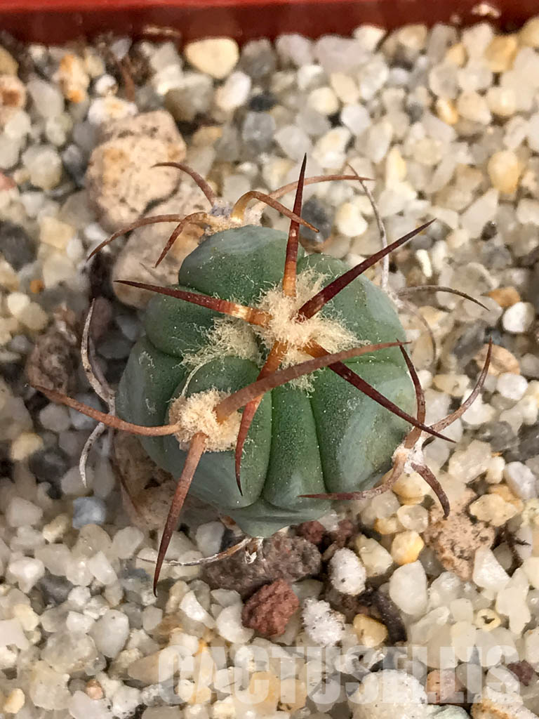 SHPR6051 Echinocactus horizonthalonius VZO 705, Hercules, Coah, Coahuila, Mexico - Image 7