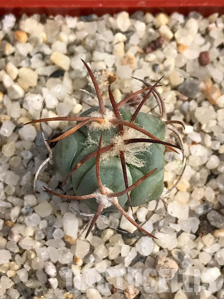 SHPR6051 Echinocactus horizonthalonius VZO 705, Hercules, Coah, Coahuila, Mexico - Image 8