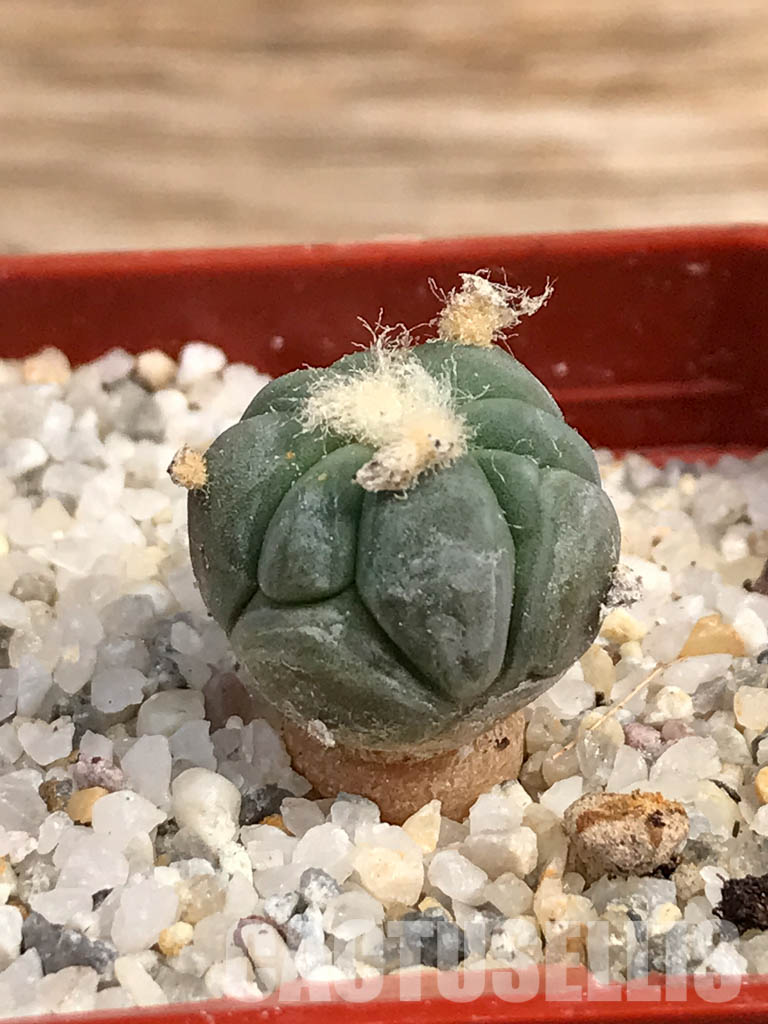 SHPR6052 Echinocactus horizonthalonius SB - Image 2