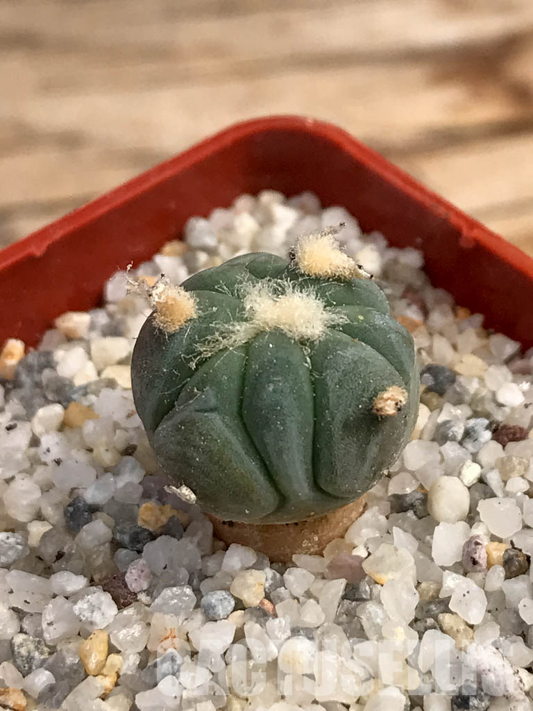 SHPR6052 Echinocactus horizonthalonius SB - Image 3