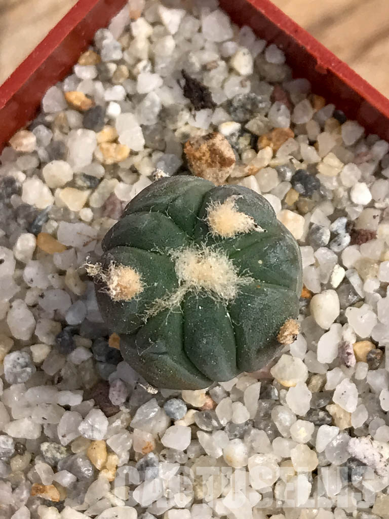 SHPR6052 Echinocactus horizonthalonius SB - Image 4