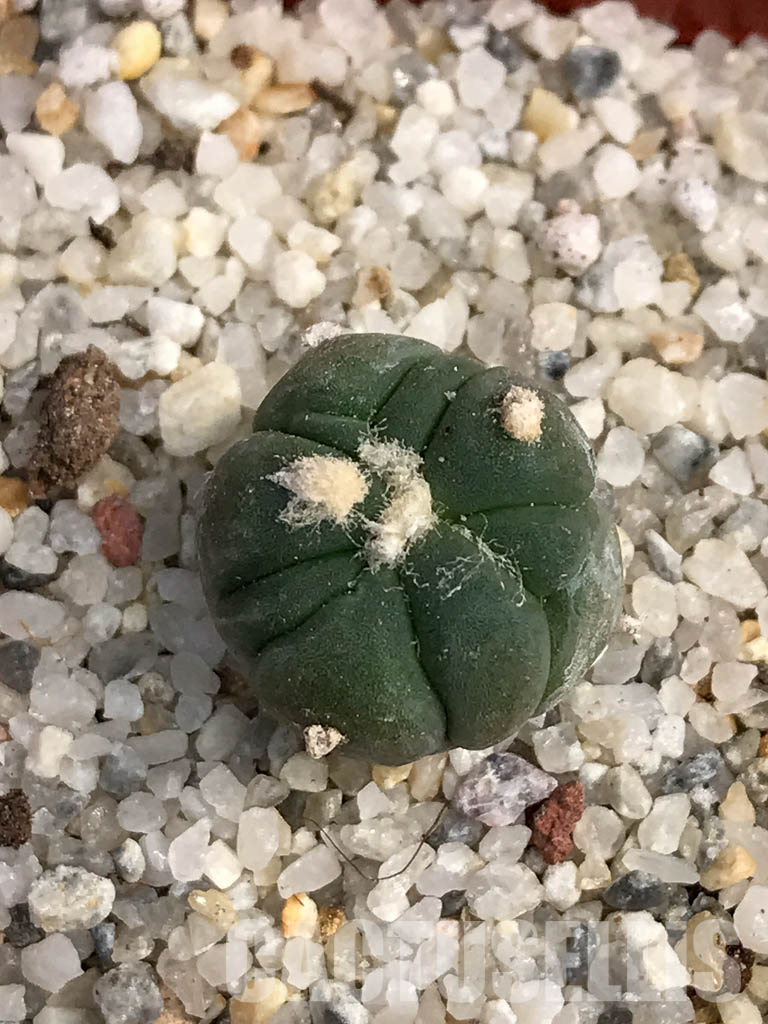 SHPR6052 Echinocactus horizonthalonius SB - Image 5