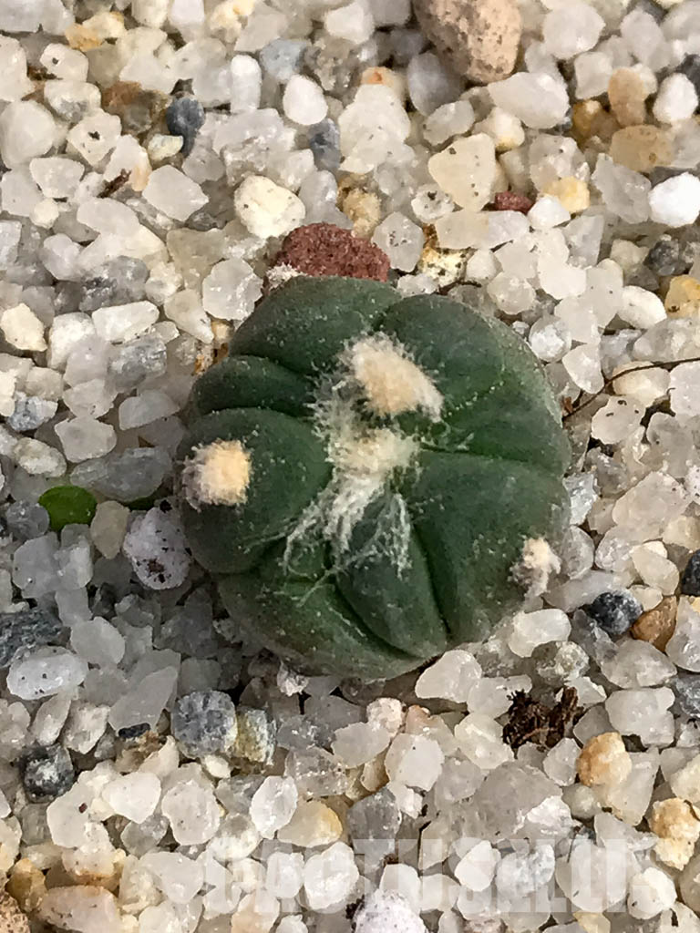 SHPR6052 Echinocactus horizonthalonius SB