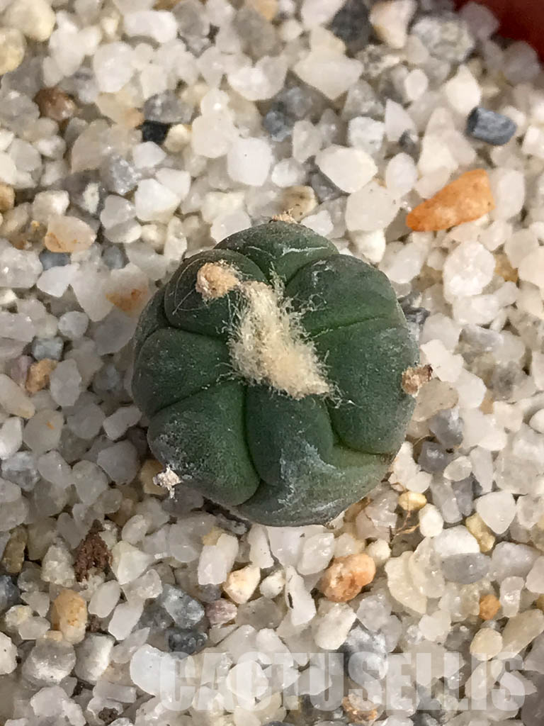 SHPR6052 Echinocactus horizonthalonius SB - Image 7