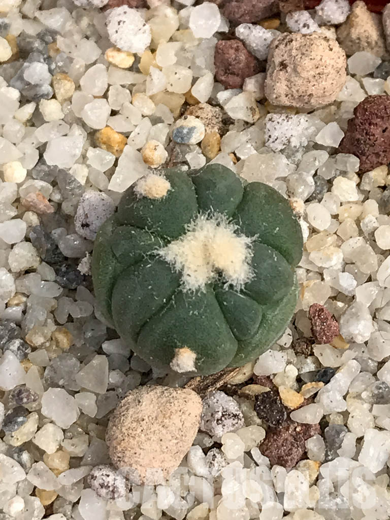 SHPR6052 Echinocactus horizonthalonius SB - Image 8