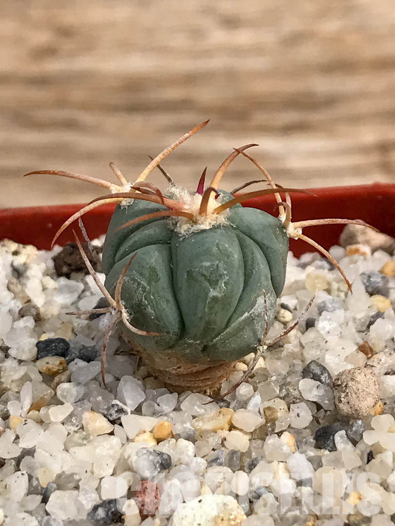 SHPR6053 Echinocactus horizonthalonius, Nazas, Durango, Mexico - Image 2