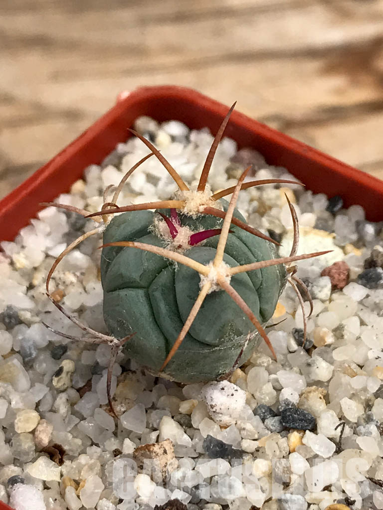 SHPR6053 Echinocactus horizonthalonius, Nazas, Durango, Mexico - Image 3