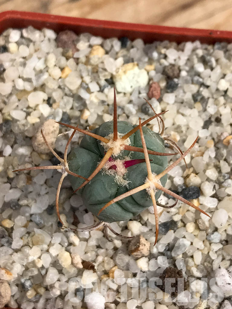 SHPR6053 Echinocactus horizonthalonius, Nazas, Durango, Mexico - Image 4