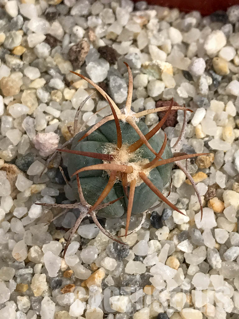 SHPR6053 Echinocactus horizonthalonius, Nazas, Durango, Mexico - Image 5