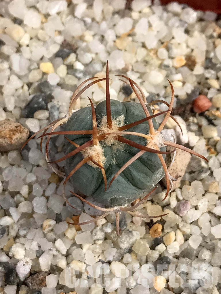SHPR6053 Echinocactus horizonthalonius, Nazas, Durango, Mexico - Image 6