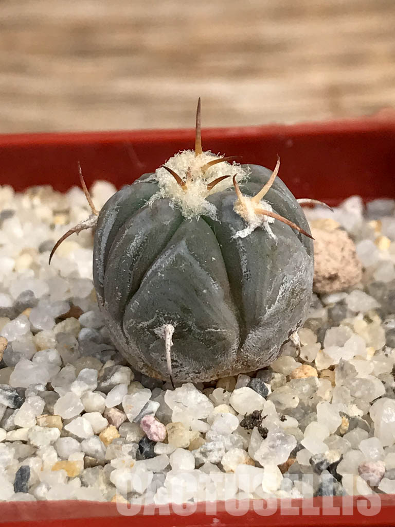 SHPR6055 Echinocactus horizonthalonius IDD 57/99, Cuauhtemoc, Coahuila, Mexico - Image 2