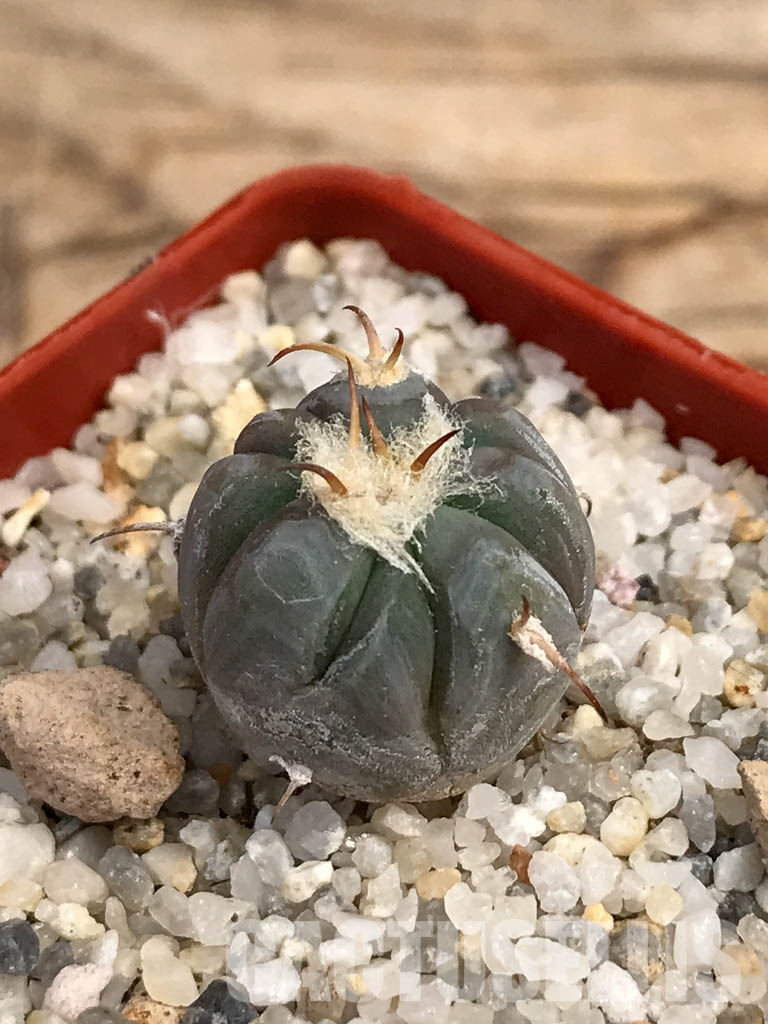 SHPR6055 Echinocactus horizonthalonius IDD 57/99, Cuauhtemoc, Coahuila, Mexico - Image 3