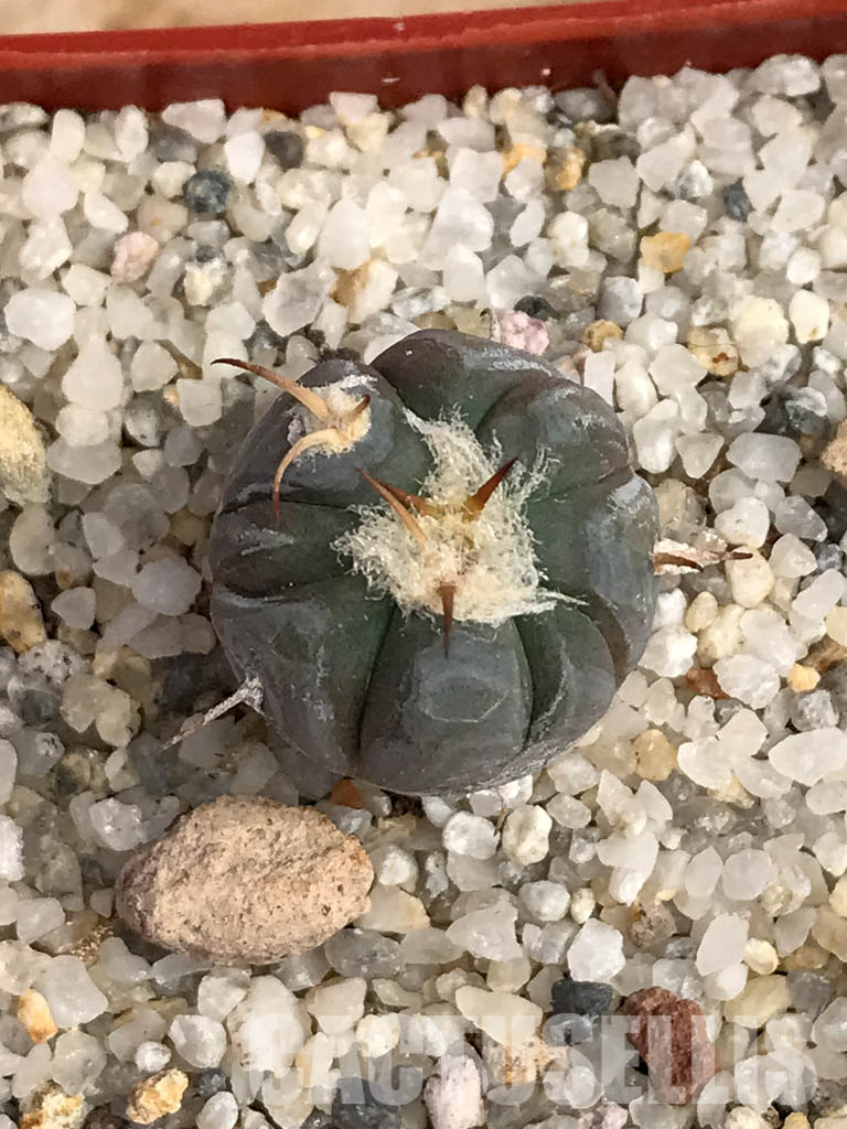 SHPR6055 Echinocactus horizonthalonius IDD 57/99, Cuauhtemoc, Coahuila, Mexico - Image 4