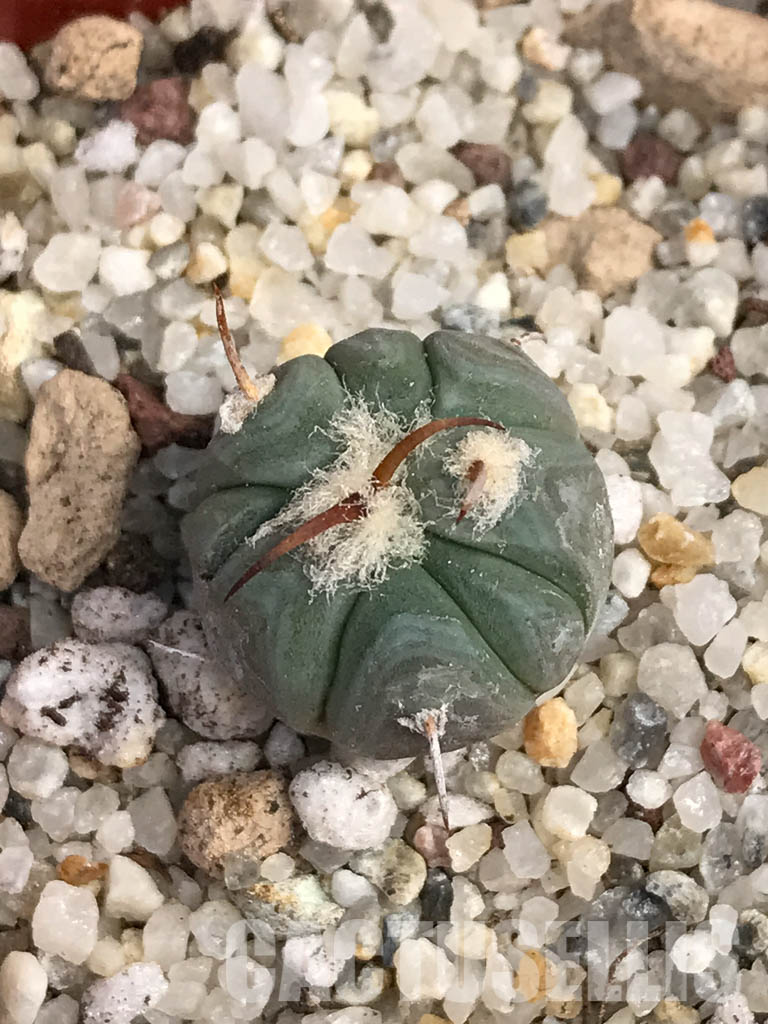 SHPR6055 Echinocactus horizonthalonius IDD 57/99, Cuauhtemoc, Coahuila, Mexico - Image 5