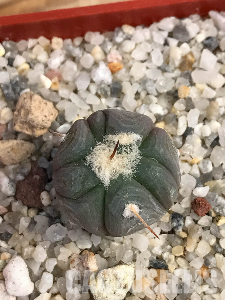 SHPR6055 Echinocactus horizonthalonius IDD 57/99, Cuauhtemoc, Coahuila, Mexico - Image 6