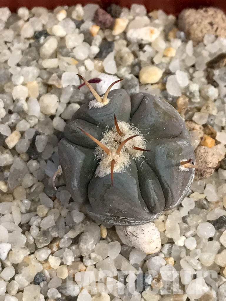 SHPR6055 Echinocactus horizonthalonius IDD 57/99, Cuauhtemoc, Coahuila, Mexico