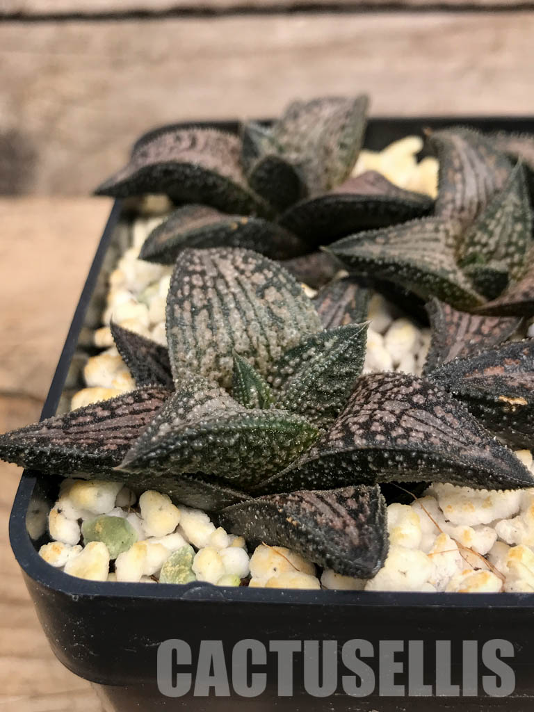 SHPR6067 Haworthia ‘Kintaikyo’ (H. venosa × H. koelmaniorum) - immagine 2