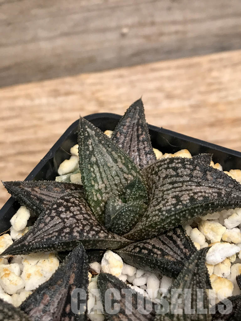SHPR6067 Haworthia ‘Kintaikyo’ (H. venosa × H. koelmaniorum) - immagine 3