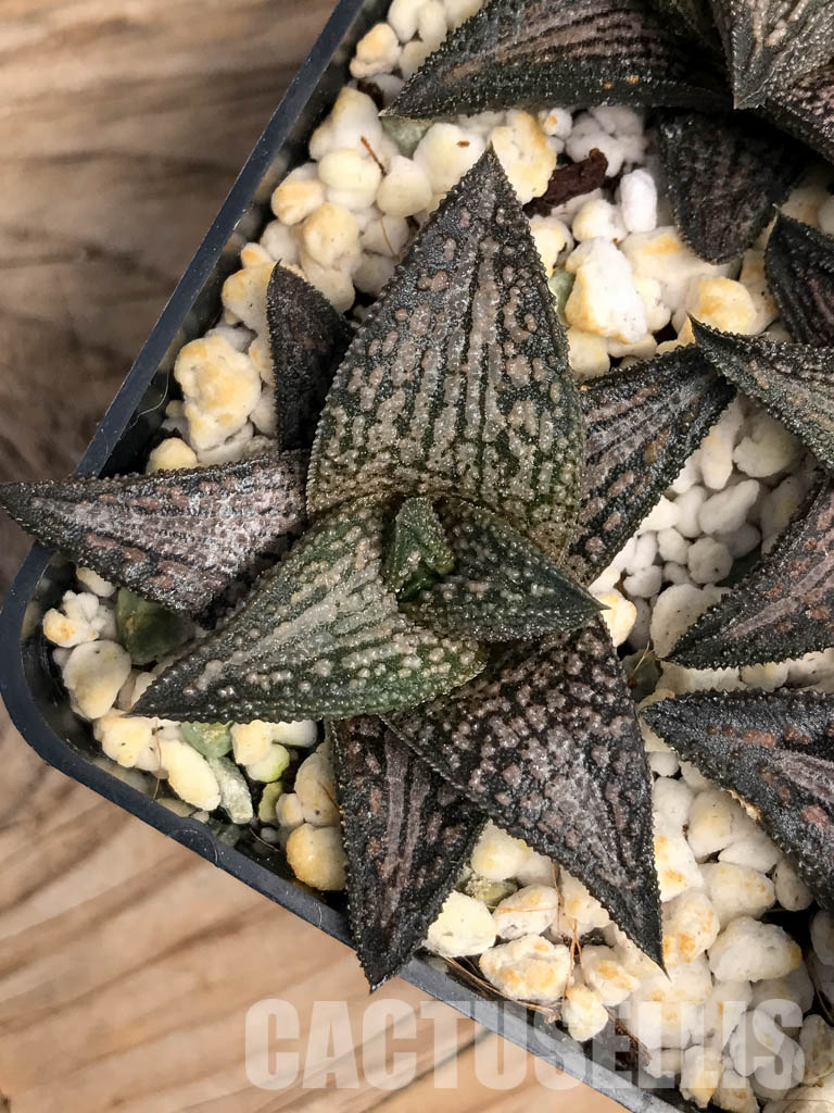 SHPR6067 Haworthia ‘Kintaikyo’ (H. venosa × H. koelmaniorum) - immagine 4