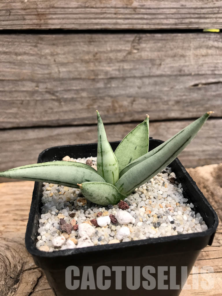 SHPR6093 Sansevieria boncel ‘Platinum’ - Image 2