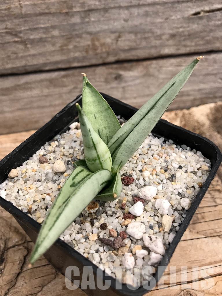 SHPR6093 Sansevieria boncel ‘Platinum’ - Image 3