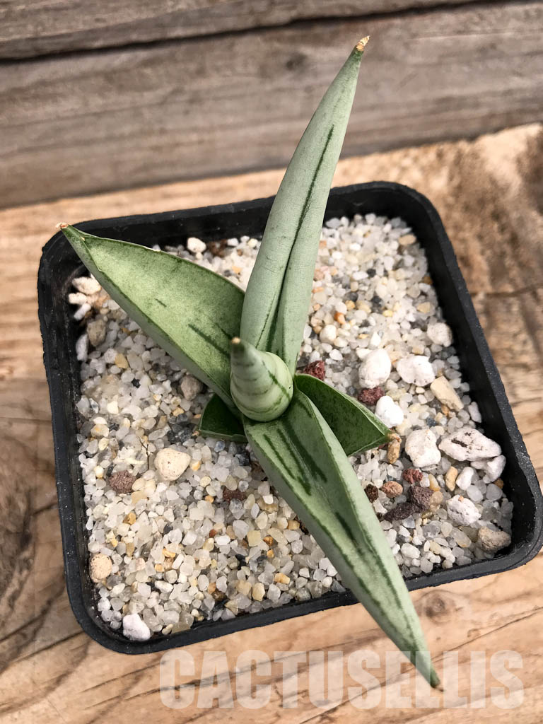 SHPR6093 Sansevieria boncel ‘Platinum’ - Image 4