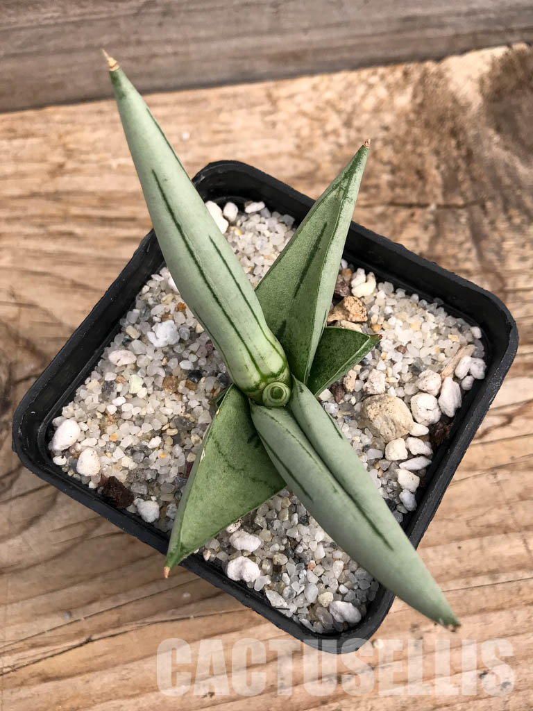 SHPR6093 Sansevieria boncel ‘Platinum’