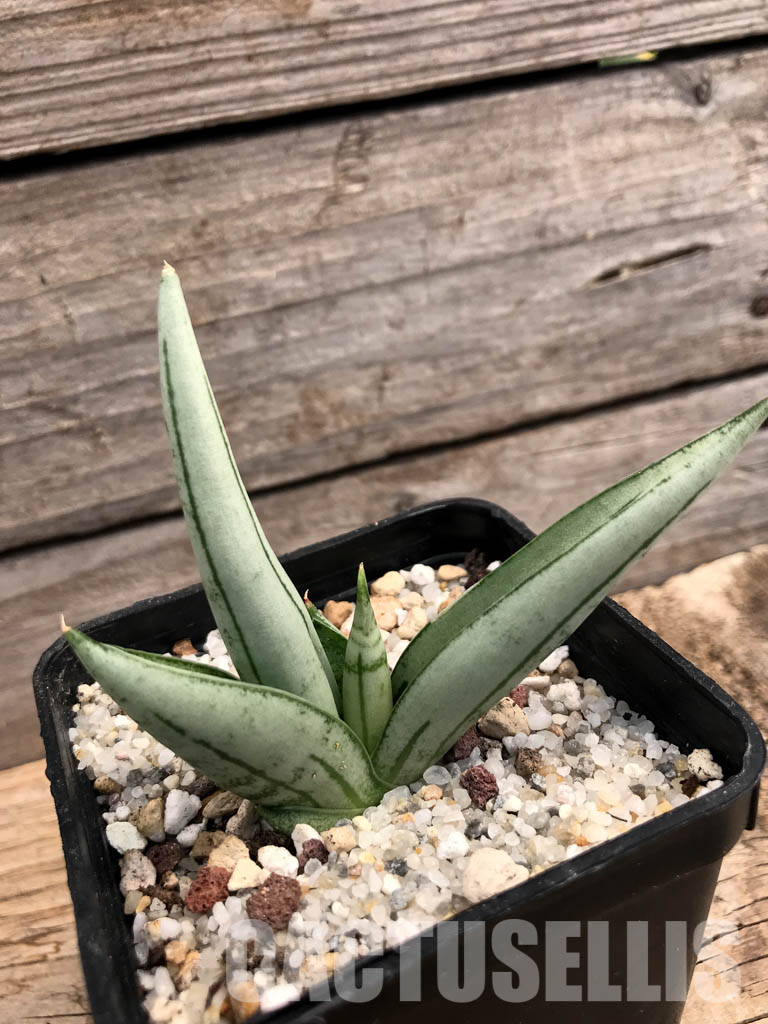 SHPR6093 Sansevieria boncel ‘Platinum’ - Image 6