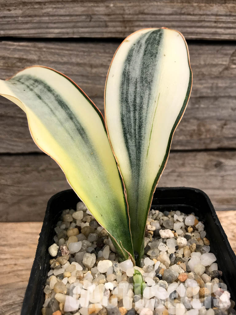 SHPR6095 Sansevieria ‘Masoniana’ white variegated - Image 2