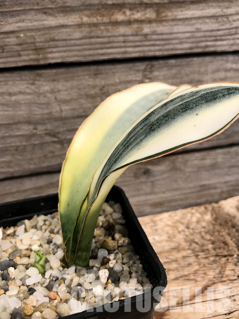 SHPR6095 Sansevieria ‘Masoniana’ white variegated - Image 3