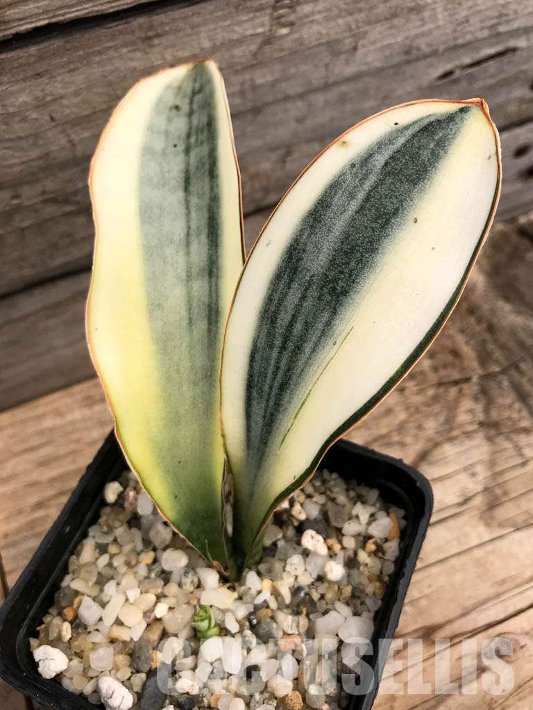 SHPR6095 Sansevieria ‘Masoniana’ white variegated - Image 4