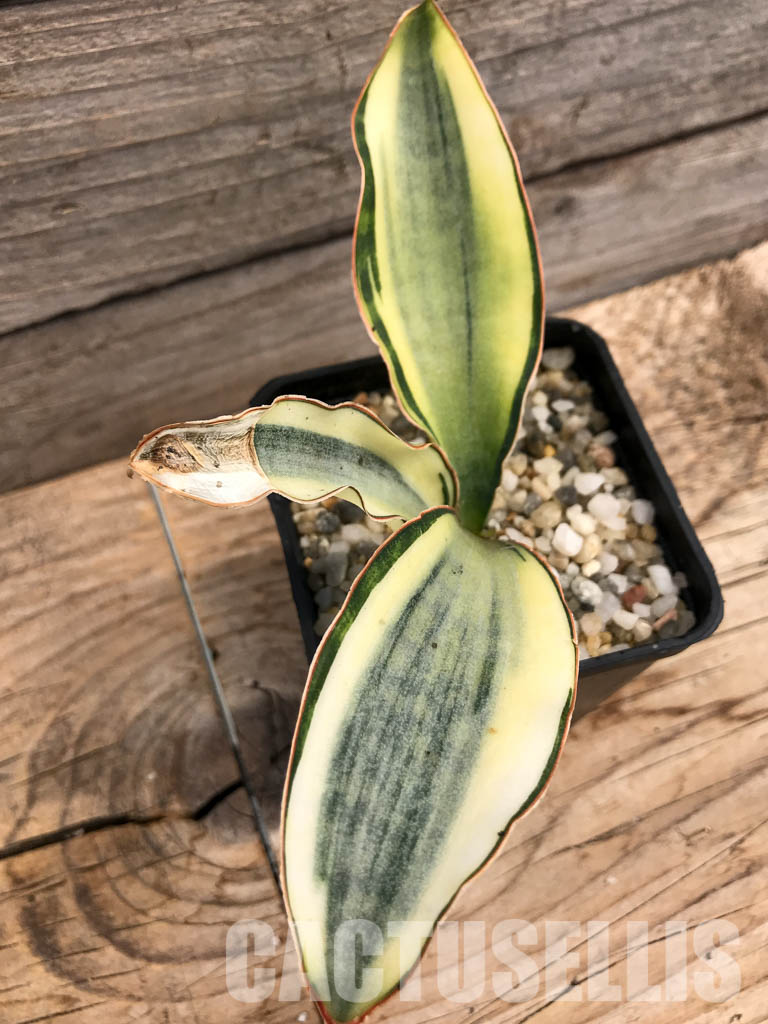 SHPR6095 Sansevieria ‘Masoniana’ white variegated - Image 5