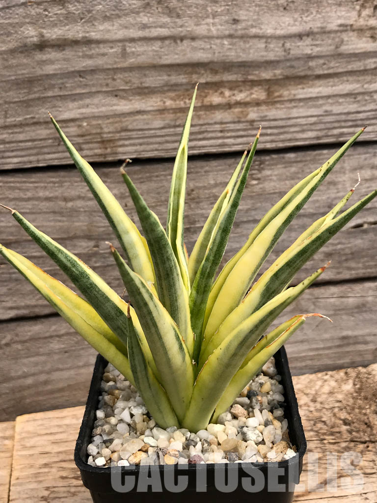 SHPR6097 Sansevieria gracilis Variegated - Image 2